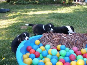 BijouBuddy Bonia060613PICT0083.JPG